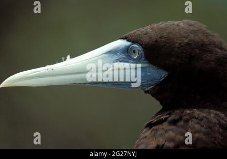 FRANZÖSISCH-POLYNESIEN. GESELLSCHAFTSINSELN. TETIAROA-ATOLL. NAHAUFNAHME EINER GANNET Stockfoto