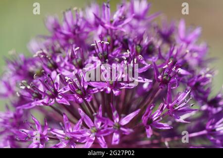 Riesige Zwiebel, Allium giganteum. Nahaufnahme der Anlage. Rosafarbene runde Blütenform. Stockfoto