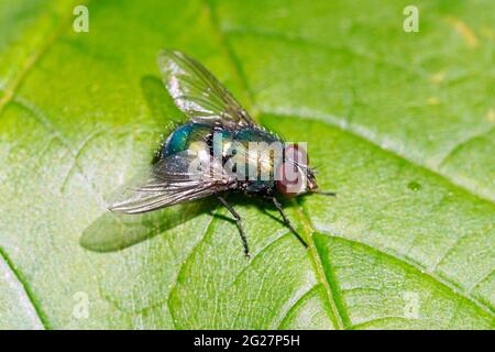 Nahaufnahme einer Blasfliege auf einem grünen Blatt. Calliphoridae. Grüne Fliege. Stockfoto