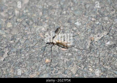 Die Kranichfliege sitzt auf dem Asphalt. Nahaufnahme des Insekts auf grauem Hintergrund. Tipulidae. Moskito. Stockfoto