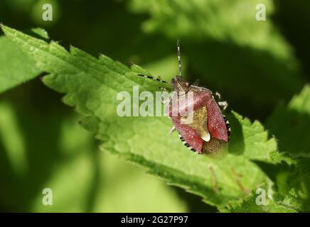 Ein haarige Shieldbug, Dolycoris baccarum, auf einem stechenden Brennnesselblatt. Stockfoto