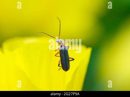 Dunkler weicher Käfer mit langen Fühlern auf einer gelben Blume. Nahaufnahme des Insekts. Cantharidae. Stockfoto