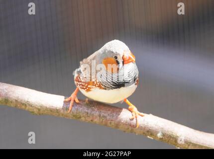 Kleiner Zebrafink sitzt auf einem Ast. Nahaufnahme eines Vogels. Taeniopygia guttata Stockfoto