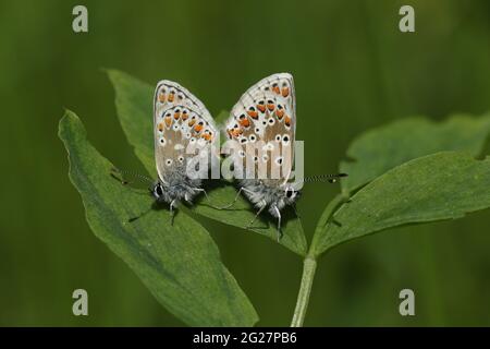 Ein paarig paarender Brauner Argus-Schmetterling, Aricia agestis, der auf einem Blatt ruht. Stockfoto