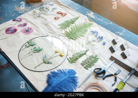 Herbarium verschiedener Pflanzen und Blumen auf einem Blatt Papier Stockfoto