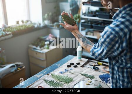 Männliche Kräuterkundige, die Pflanze mit getrockneten grünen Blättern hält Stockfoto