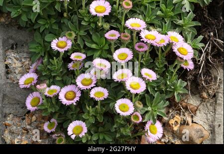 Eine blühende Sea Breeze Pflanze, Erigeron glaucus, wächst von einer Küstenmauer in Großbritannien. Stockfoto