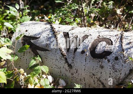 WC Text mit Pfeil geschnitten mit Messer auf Rinde von gefallenen Baum. Stamm der gefällten Espe liegt im Gras und Sträuchern im Wald am sonnigen Herbsttag. Stockfoto