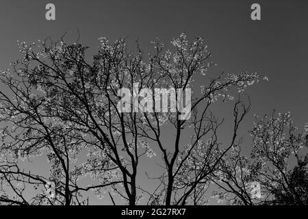 Silhouette von Espenzweigen (Populus tremula) mit sonnenbeschienenen Blättern am indischen Sommerabend im Herbst. Ansicht von unten. Schwarz-weiß getönte Landschaft. Hoch Stockfoto