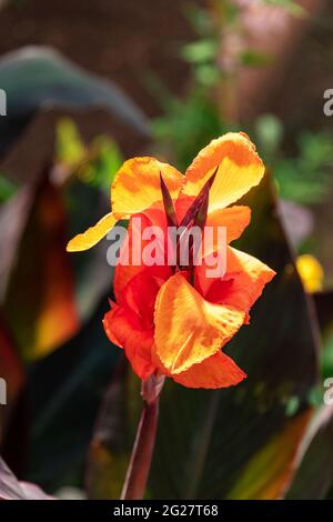 Canna indica, allgemein bekannt als Indian Shot, African ARROWRoot oder Sierra Leone ARROWRoot. Nahaufnahme. Stockfoto