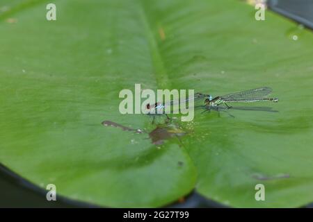 Ein Paarungspaar der Rotäugigen Damselfliege, Erythromma najas, ruht auf einem Lily Pad Blatt, das auf dem Wasser schwimmt. Stockfoto