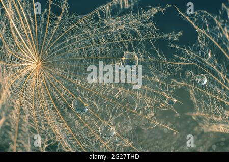 Schöner glänzender Tautropfen auf einem Dandelionssamen. Stockfoto
