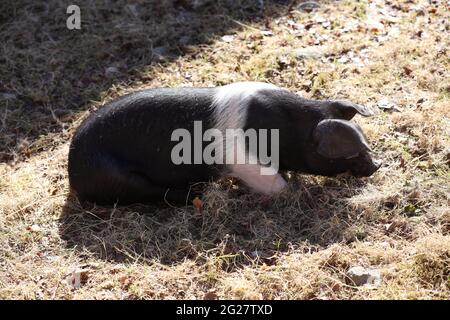 Schweine im Weald & Downland Living Museum in Singleton, Chichester, West Sussex, Großbritannien. Stockfoto