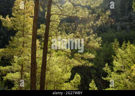 Schöner Kiefernwald mit Hintergrundbeleuchtung in den Bergen. Stockfoto