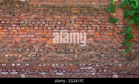 Alte Backsteinmauer als Hintergrund mit Ästen und Blättern darauf. Stockfoto