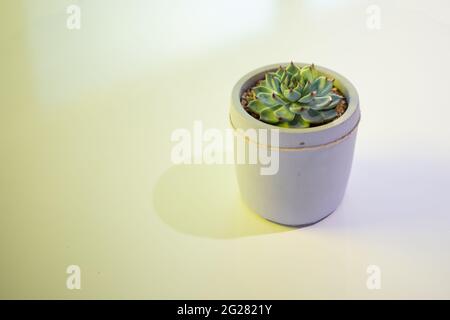 Sukulente Zimmerpflanzen in Tontopf auf grünlichem Tisch Stockfoto