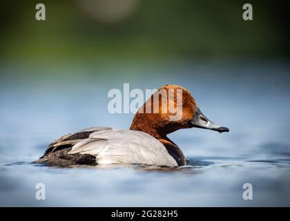 Rotschopf wunderschöne Tauchente mit buntem, hellem Gefieder, das am hellen Tag in der späten Abendsonne auf dem klaren, blauen See schwimmt. Stockfoto