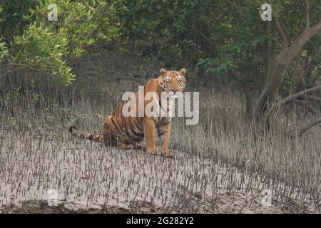 Dominanter erwachsener männlicher Bengaltiger, der auf dem Wattmeer sitzt und Sundarban Tiger Reserve, Westbengalen, Indien, anstarrt Stockfoto