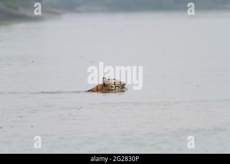 Bengalischer Tiger, der in den Gezeitengewässern des Sundarban Tiger Reserve im westbengalischen Bundesstaat Indien während eines späten Wintermorgens schwimmt Stockfoto