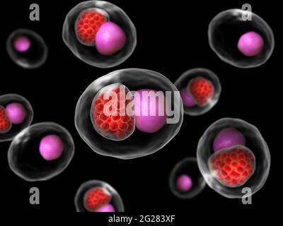 Mikroskopisches Konzept einer großen Gruppe von Chlamydia psittaci. Stockfoto