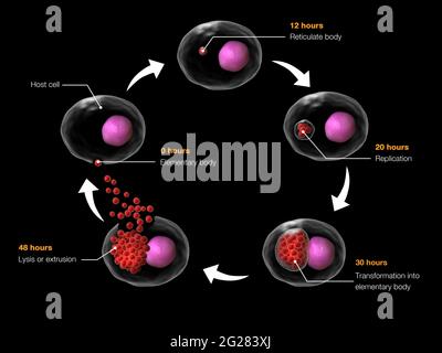 Lebenszyklus von Chlamydia psittaci. Stockfoto