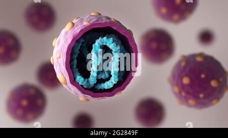 Biomedizinische Illustration mit dem Querschnitt des Hantavirus. Stockfoto