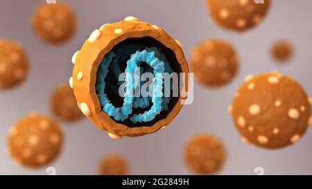 Biomedizinische Illustration mit dem Querschnitt des Hantavirus. Stockfoto