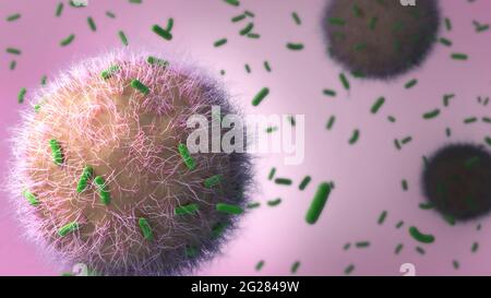 Immunzellen, die Tuberkulose-Bakterien angreifen. Stockfoto