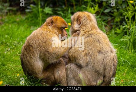 Zwei Barbary Macaques, die sich gegenseitig pflegen; Monkey Forest, Trentham, Großbritannien Stockfoto