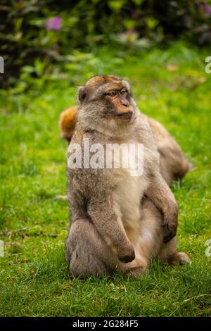 Barbary Macaque, Monkey Forest, Trentham, Großbritannien Stockfoto