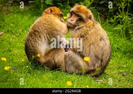 Zwei Barbary Macaques, die sich gegenseitig pflegen; Monkey Forest, Trentham, Großbritannien Stockfoto