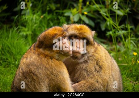 Zwei Barbary Macaques, die sich gegenseitig pflegen; Monkey Forest, Trentham, Großbritannien Stockfoto