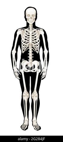 Vorderansicht des Skeletts auf einer generischen Silhouette. Stockfoto