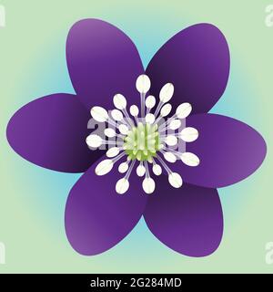 Eine einzelne violette Blume mit sechs Blütenblättern und einem grün-blauen Hintergrund. Stock Vektor