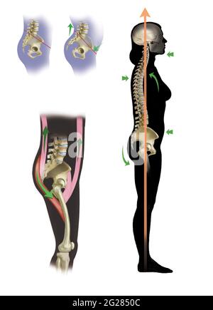 Position des Beckens in der richtigen Haltung und Einfluss der dorsalen und ventralen Muskeln auf das Becken. Stockfoto