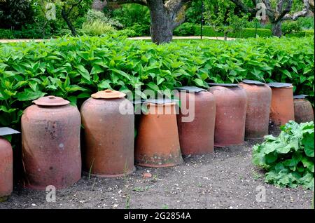 Reihe alter Terrakotta-Rhabarberforcer im englischen Garten, houghton, norfolk, england Stockfoto