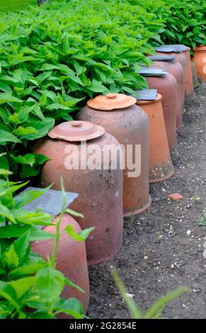 Reihe alter Terrakotta-Rhabarberforcer im englischen Garten, houghton, norfolk, england Stockfoto