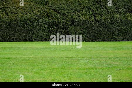 Große getrimmte Eibenhecke und grün geschnittener Rasen im Garten, norfolk, england Stockfoto