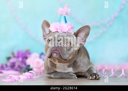 Flieder französischer Bulldogge mit Geburtstagsmütze, der vor blauem Hintergrund mit Papierstreamern und Blumen liegt Stockfoto