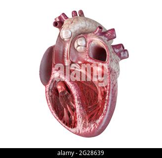 Menschlicher Herzquerschnitt mit detaillierter innerer Struktur. Stockfoto