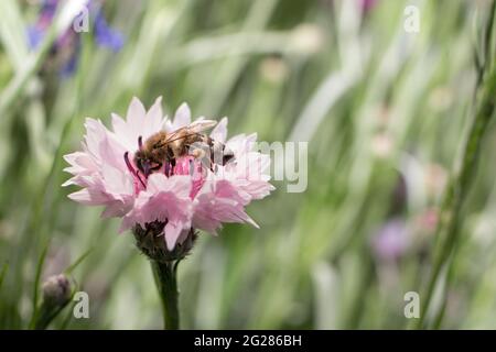 Eine Honigbiene sammelt Nektar, Pollen aus einer rosa Kornblumenblüte, Platz für Text. Das Verschwinden von Bienen, Bestäubungspflanzen und der Extraktionshonig Stockfoto