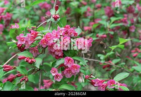 Blühende Weigela. Weigela Japonica, ein niedrig wachsender Strauch mit