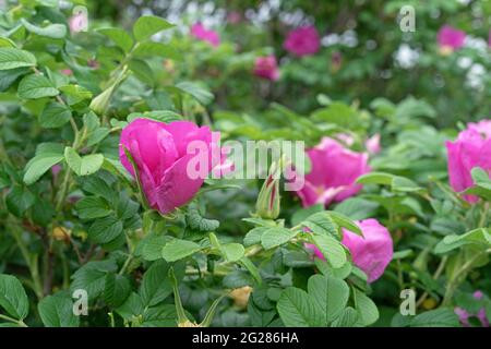 Hagebuttenblüten. Wilde Rose. Hagebutte während der Blüte. Stockfoto