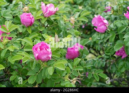 Hagebuttenblüten. Wilde Rose. Hagebutte während der Blüte. Stockfoto