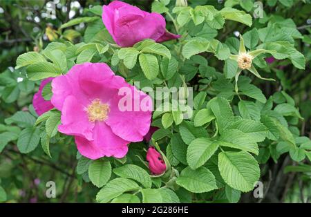 Hagebuttenblüten. Wilde Rose. Hagebutte während der Blüte. Stockfoto