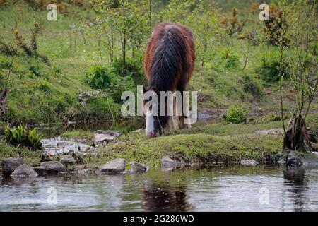 Irisches Kohlenpferd grast auf einem Flussufer Stockfoto