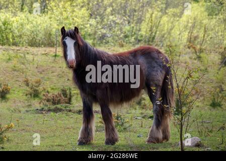 Irischer Cob-Hengst auf einer Weide Stockfoto