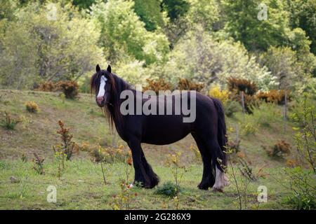 Irische Stute, die auf einer Weide steht Stockfoto