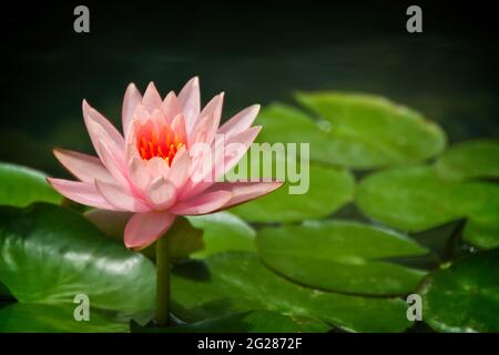 Nahaufnahme einer rosa Seerose in einem Teich Stockfoto