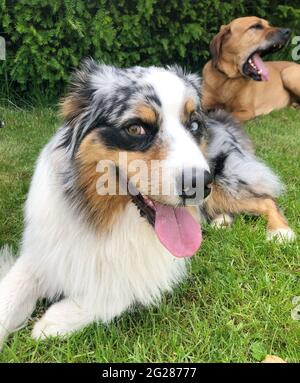 Border Collie mit Heterochromia Stockfoto